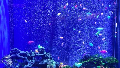 해양 동화 수족관(오케아나리움 «모르스카 카즈카»)